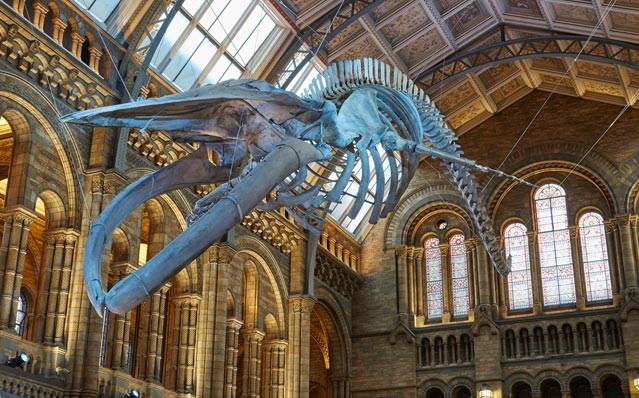 Natural History Museum