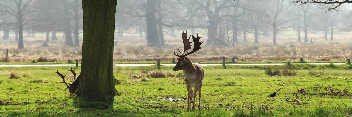 Richmond Park