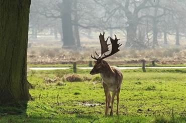 Richmond Park